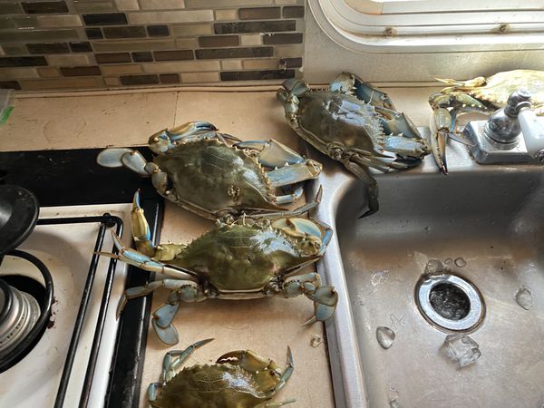 blue crab for sale blue crab for sale