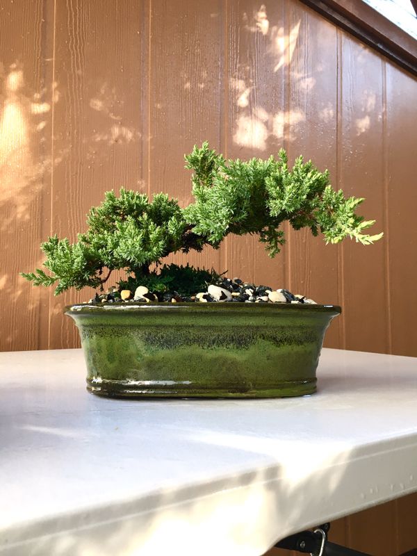 Medium Live Japanese Juniper Bonsai tree, outdoor plant, indoor plant