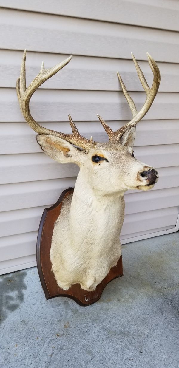 stuffed mounted deer head