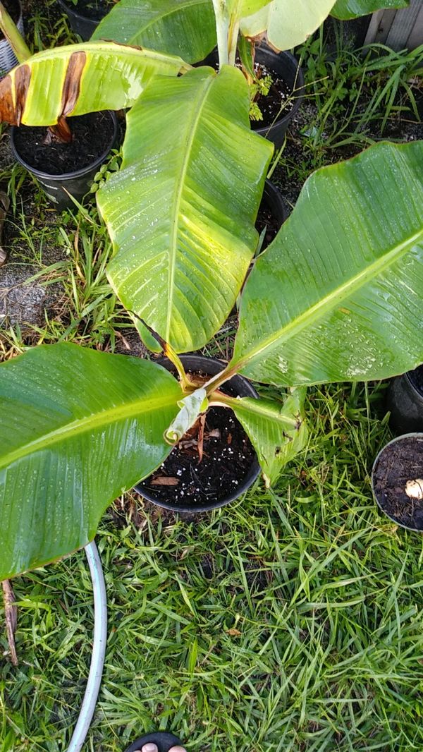 Banana and plantain plants for sale for Sale in Kissimmee, FL OfferUp