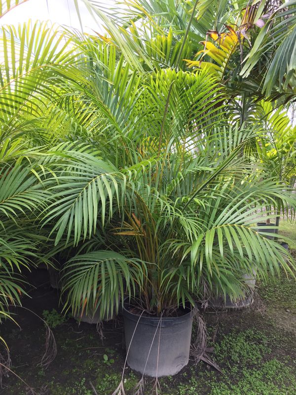 Areca palms (Privacy hedge) for Sale in Fort Lauderdale, FL - OfferUp