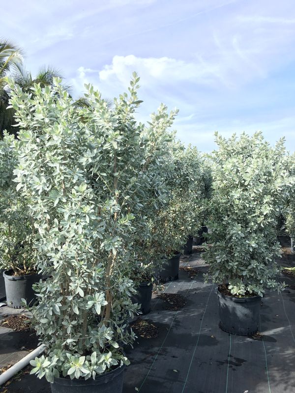 Silver button wood hedge trees for Sale in Pembroke Pines, FL - OfferUp