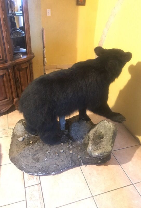 black bear taxidermy for sale