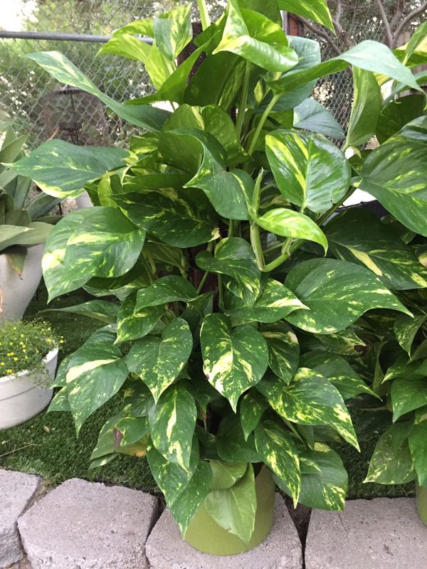 Giant Golden Pothos with Climbing Totem in 10 Inch Pot for Sale in