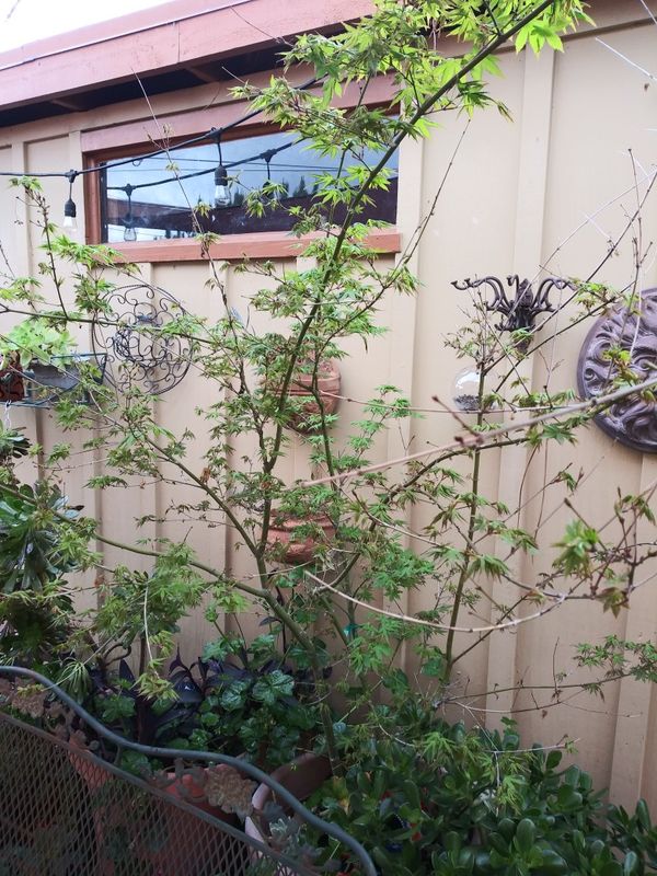 15 gallon 7ft tall mature Japanese maple tree for Sale in San Diego, CA