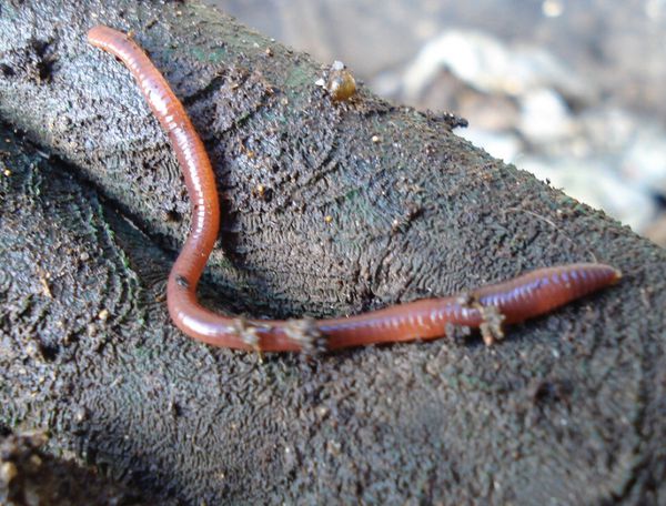 download red wiggler worms near me