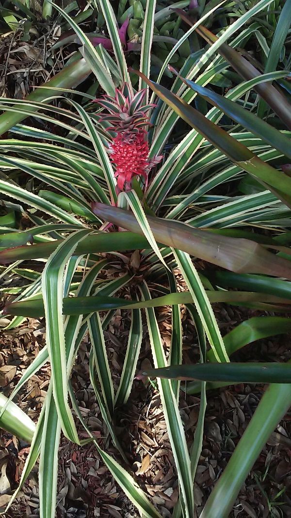 Pink Pineapple plant, 5� span, 2 pink pineapples growing