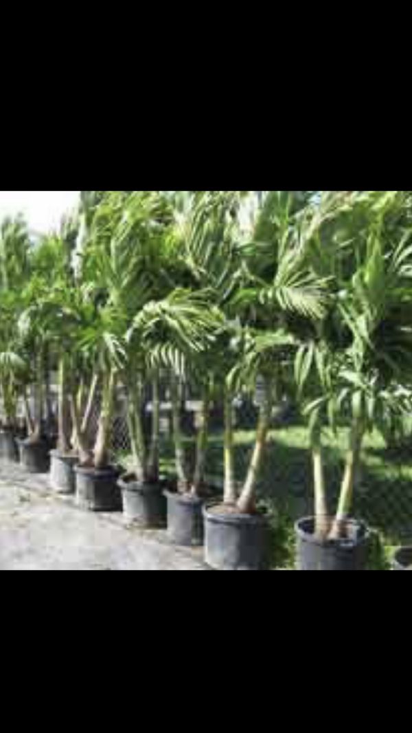 Adonidia palm for Sale in Winter Haven, FL OfferUp