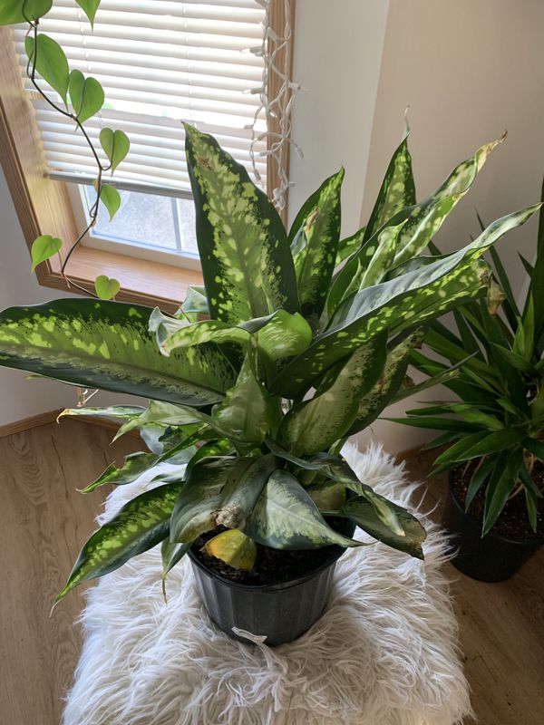 House plant for Sale in Vancouver, WA - OfferUp