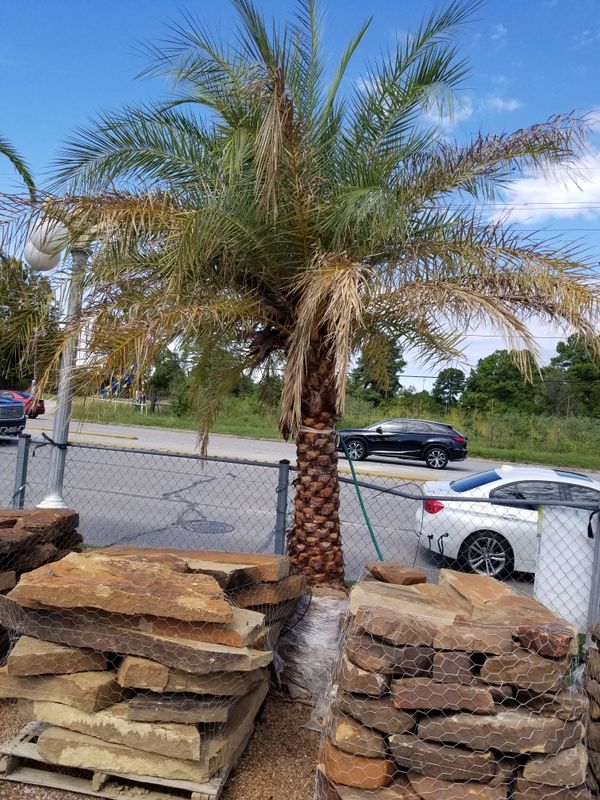 Silver date palms wholesale for Sale in Houston, TX OfferUp