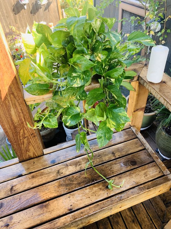 Live Indoor hanging Golden Pothos plant in plastic nursery planter pot