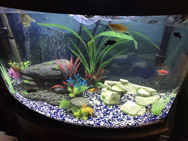 36 Gallon Bowfront Fish Tank for Sale in Houston, TX - OfferUp