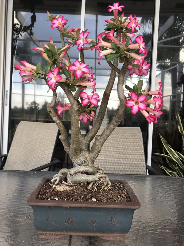 Desert rose tree bonsai for Sale in Southwest Ranches, FL OfferUp