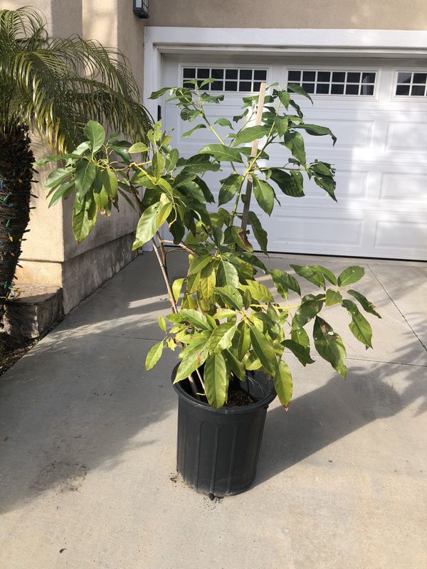 Haas Avocado tree 40 OBO for Sale in Laguna Niguel, CA