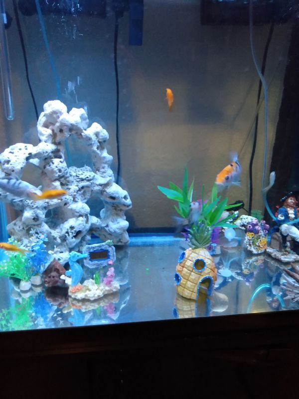 56 gallon tall fish tank for Sale in San Antonio, TX - OfferUp