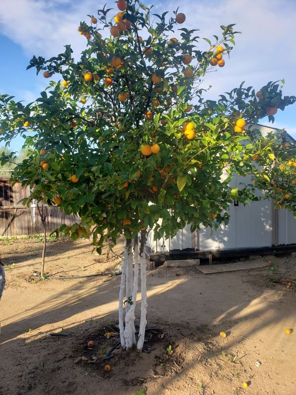 serviceberry tree berries