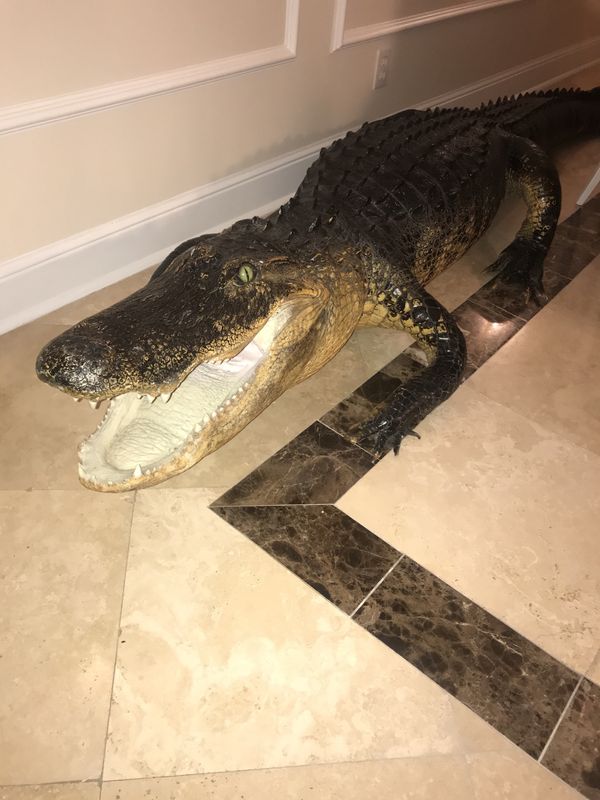 Taxidermy 11ft alligator for Sale in Fort Lauderdale, FL - OfferUp