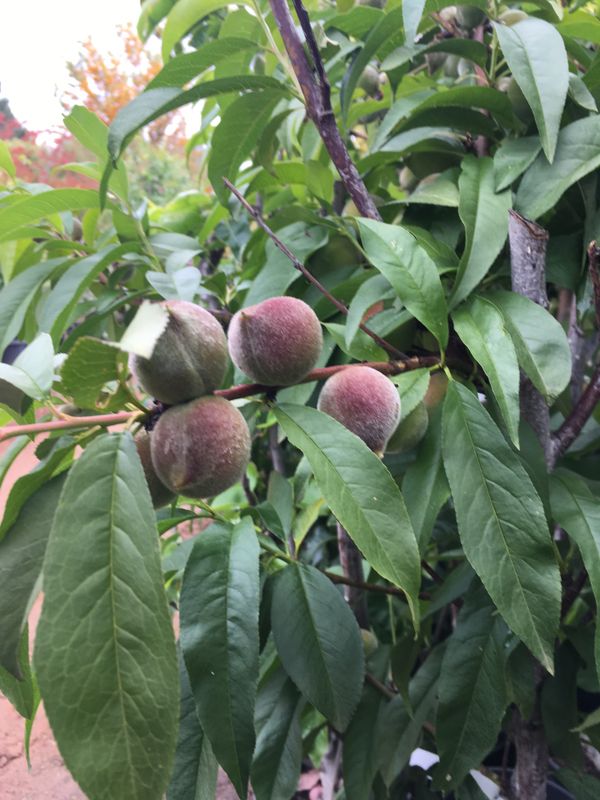 PEACH TREES AVOCADO TREES LOQUAT TREES POMEGRANATE