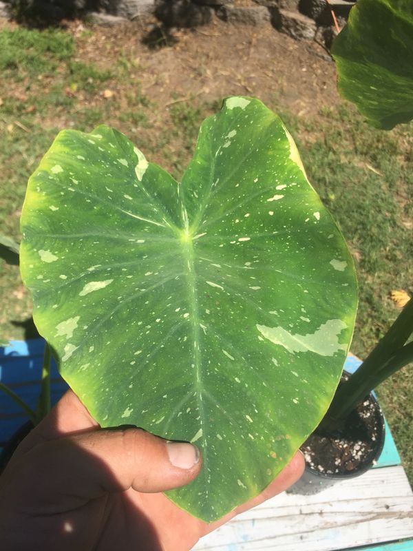 Thai Constellation Variegated Elephant Ear for Sale in Garden Grove, CA ...