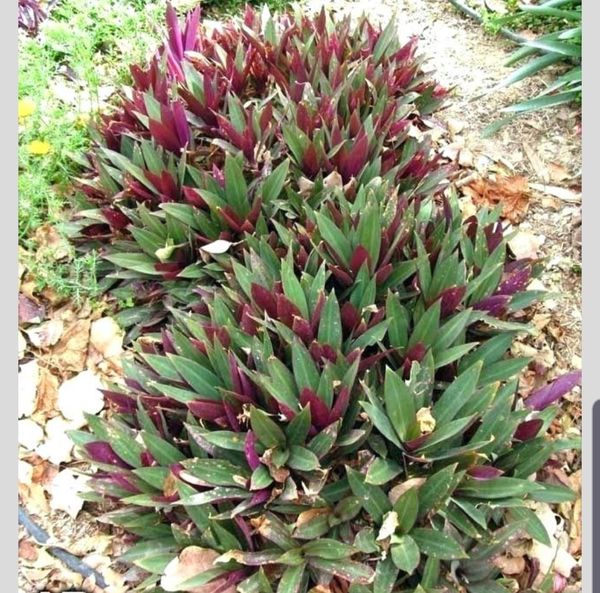 Dwarf Oyster Plants indoor or outdoor for Sale in Eustis, FL OfferUp