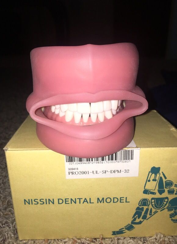 Kilgore dental model (dentifrom, typodont) for Sale in Vancouver, WA