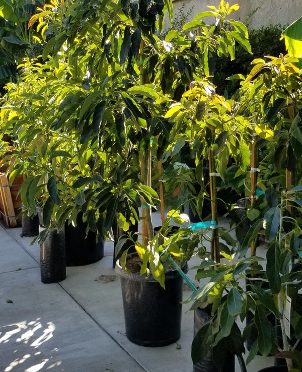 grafted avocado tree for sale