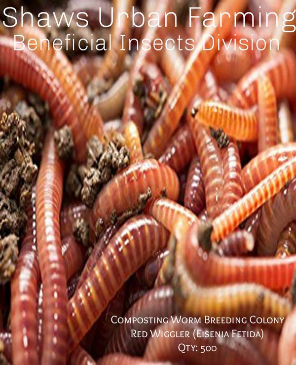 download live red wigglers
