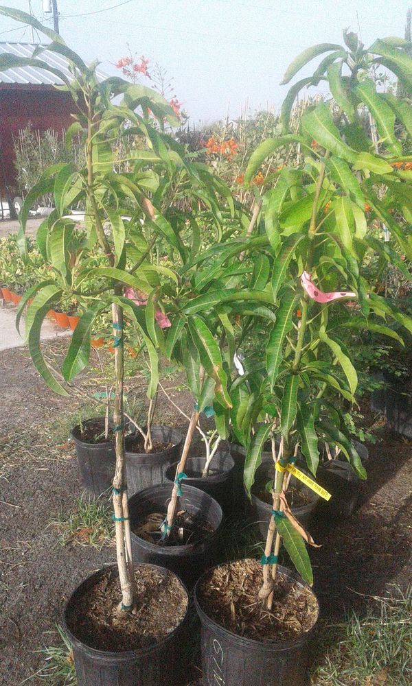 Mango Trees Grafted for Sale in Edcouch, TX OfferUp