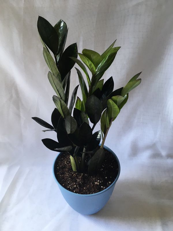 Rare Raven ZZ Plant for Sale in Cypress, TX OfferUp