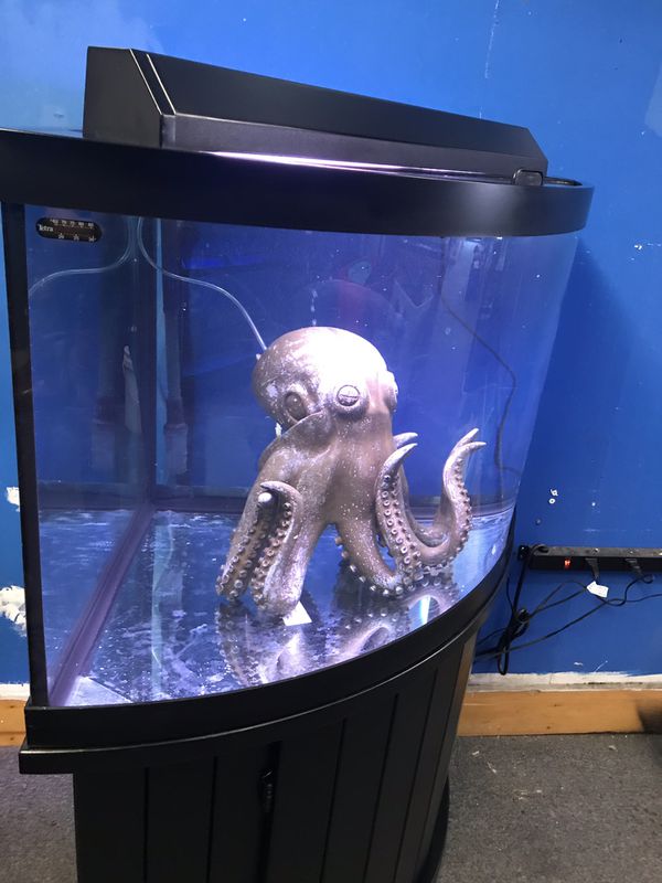 54 gallon corner Bowfront Aquarium fish tank complete 400