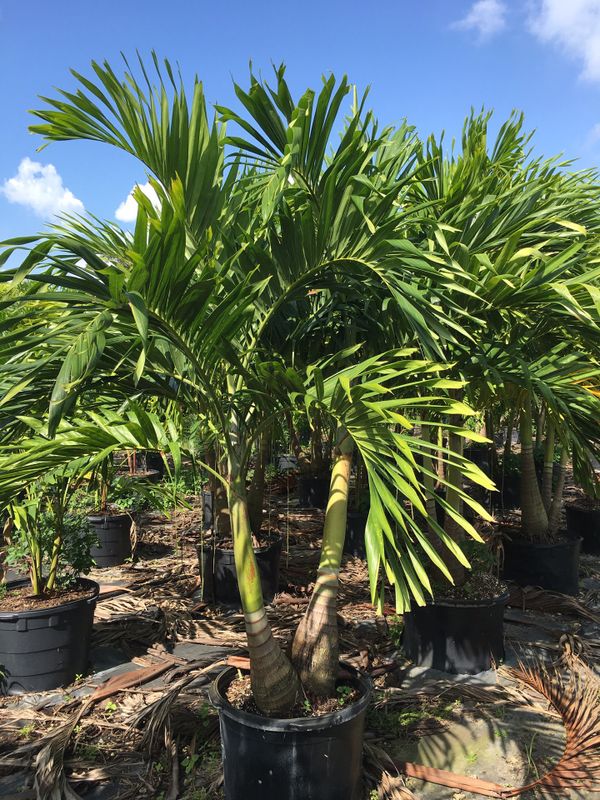 Christmas Palm trees for Sale in Miami, FL OfferUp