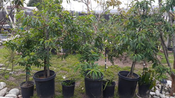 peach trees for Sale in Irwindale, CA - OfferUp