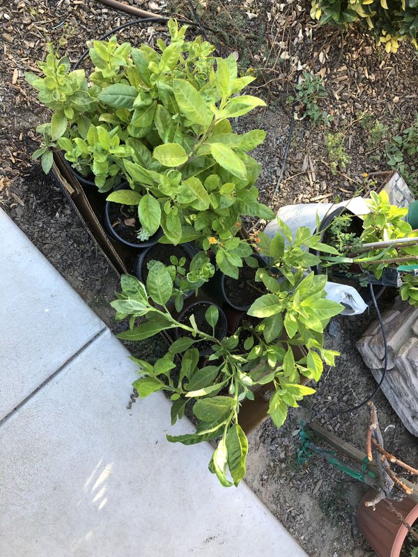 Planta de insulina natural for Sale in Bakersfield, CA