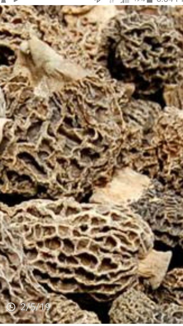 Morel mushroom spores black, Grey, white or yellow available for Sale