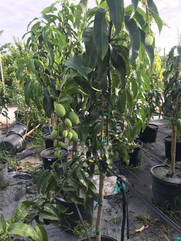 45 gal Grafted Mango trees for Sale in Miami, FL - OfferUp