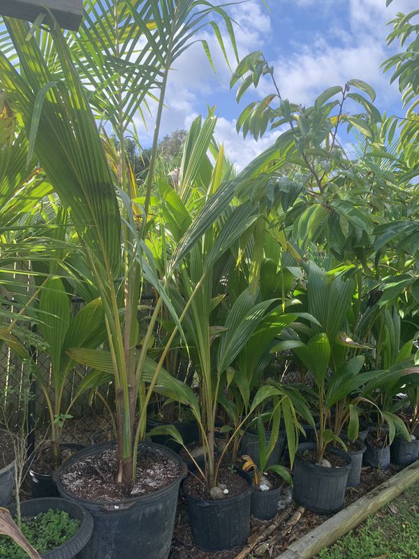 Coconut palms 25 gal for Sale in Hobe Sound, FL - OfferUp