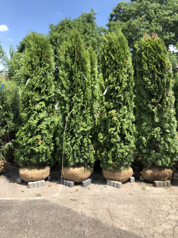 Arborvitae Trees for Sale in Schaumburg, IL OfferUp