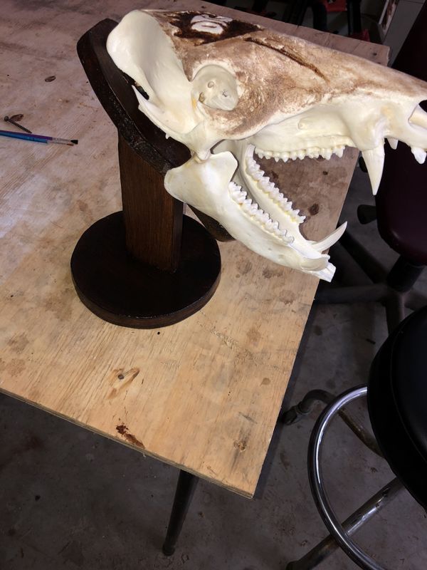 Javelina European skull mount for Sale in Poteet, TX OfferUp