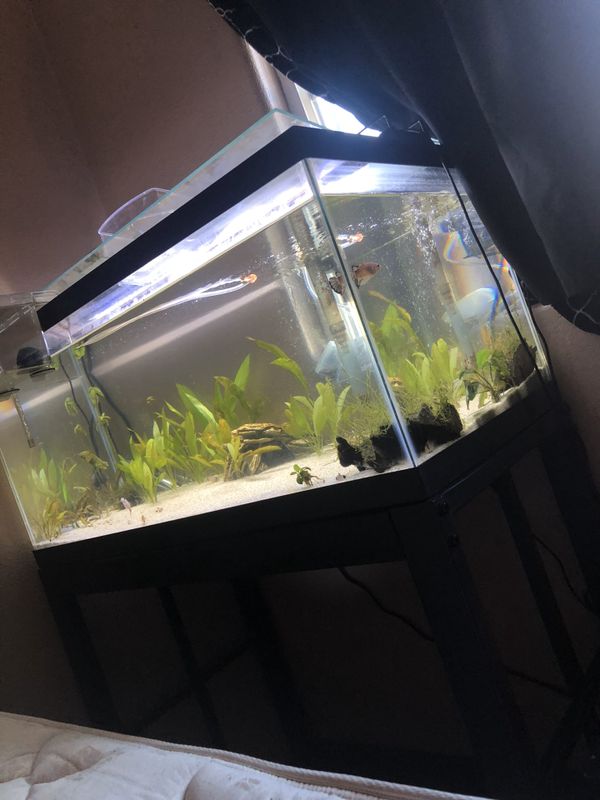 40 gallon breeder tank and stand for Sale in Phoenix, AZ - OfferUp