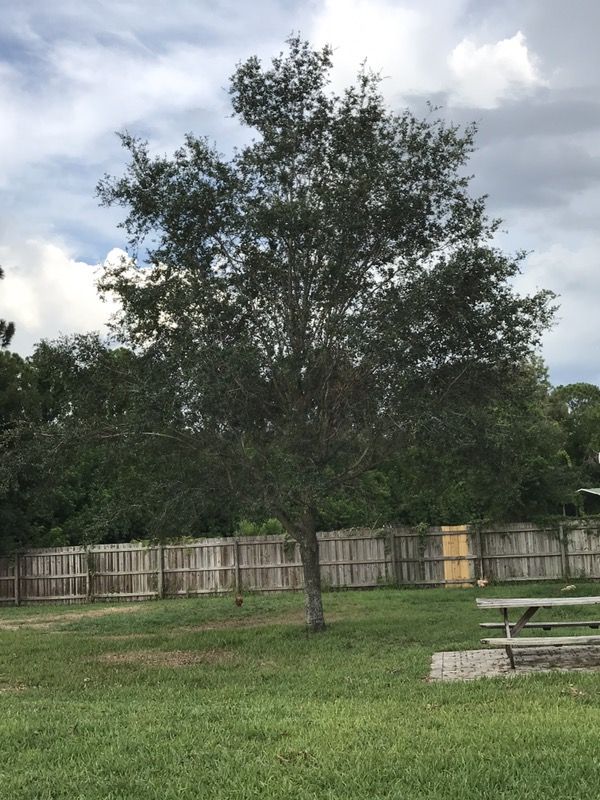 2 oak trees for Sale in West Melbourne, FL OfferUp