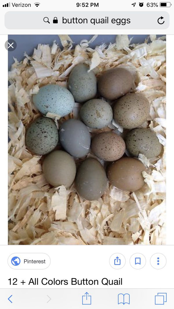 button quail eggs