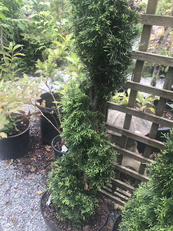 Spiral topiary trees for Sale in Puyallup, WA OfferUp