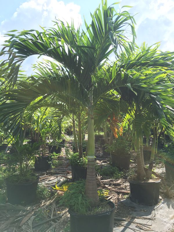 Christmas Palm trees for Sale in Miami, FL OfferUp