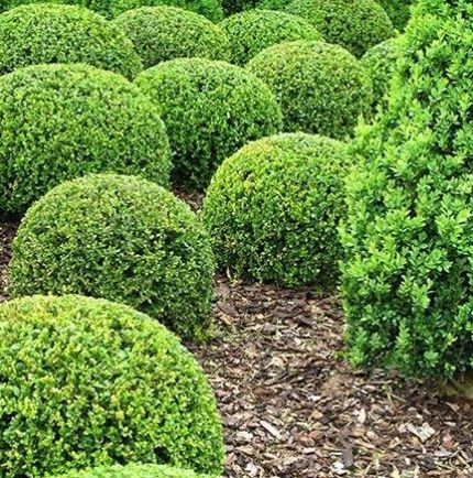 Japanese boxwood 1-gallon (Buxus microphylla) / Boj japonés en maceta ...