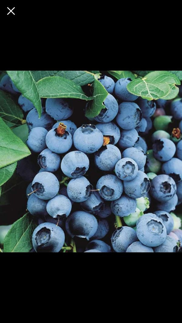 Blueberry Plants 3 years old! for Sale in Seattle, WA OfferUp