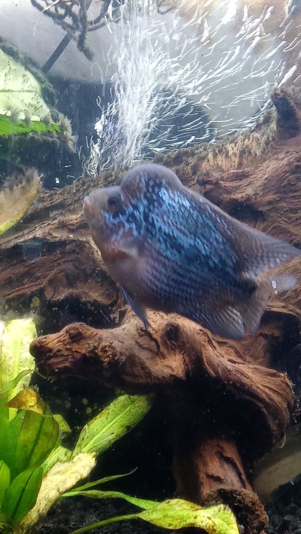 Tank Flowerhorn for Sale in Gladstone, OR OfferUp