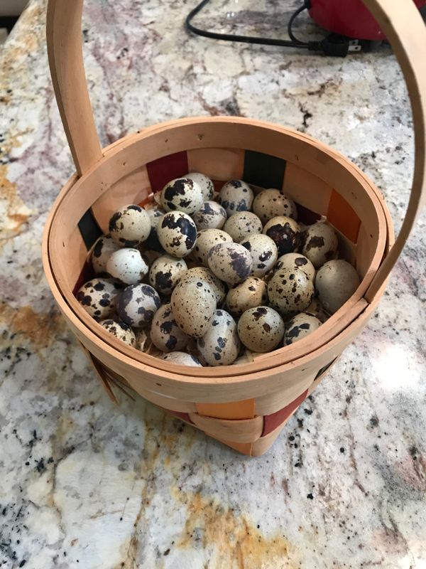 Quail Eggs for hatching ( two dozen) for Sale in Vero Beach, FL OfferUp