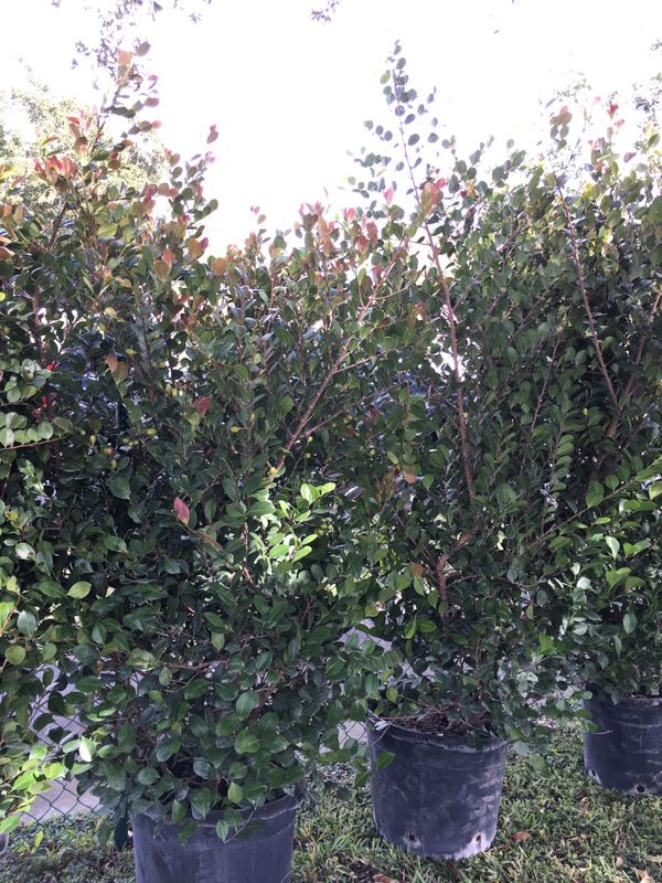 Coco plum trees hedge plants for privacy fence for Sale in Cooper City ...