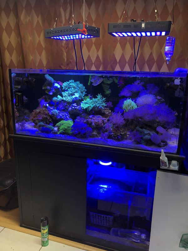 100 Gallon Fish Tank With Accessories & Rare Coral for Sale in ...