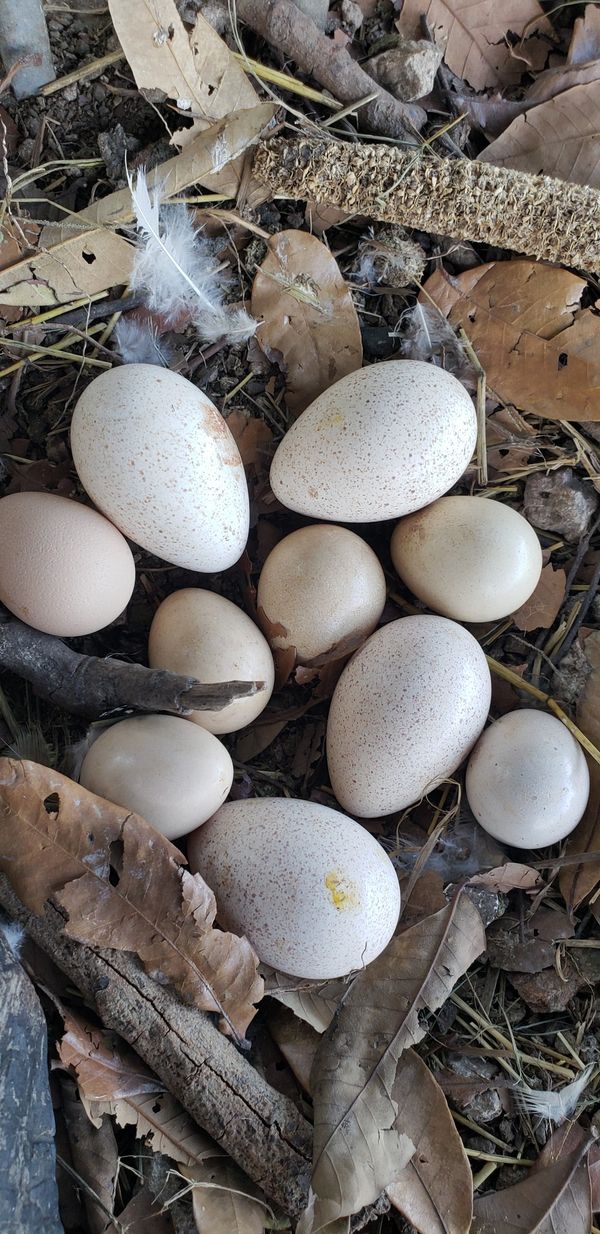 Guinea Fowl Eggs for Sale in Miami, FL OfferUp